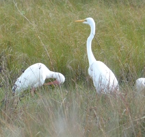 White Ibis preening and Great Egret standing